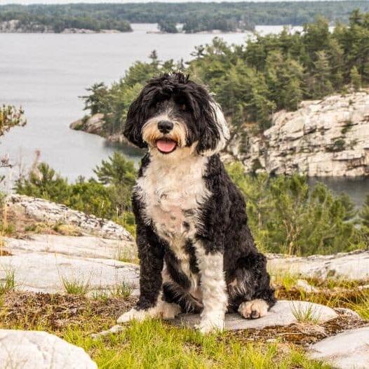 The portuguese cheap water dog